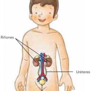 Imagen de portada del videojuego educativo: Enfermedades del Aparato Excretor, de la temática Biología