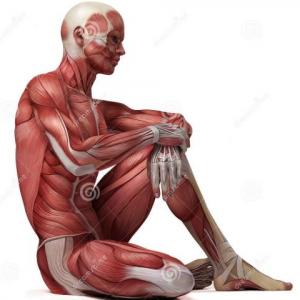 UN POCO DEL SISTEMA MUSCULAR.