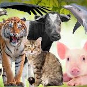 Imagen de portada del videojuego educativo: aprenda con animales, de la temática Biología