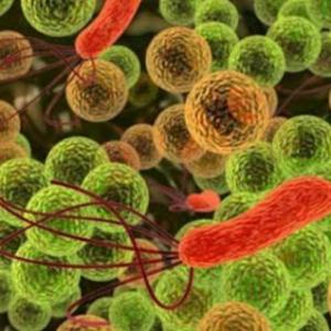 Diversidad microbiana