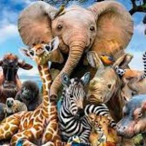 ANIMALITOS