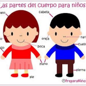 Partes del cuerpo 