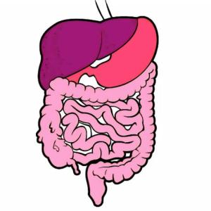 Partes Del Sistema Digestivo