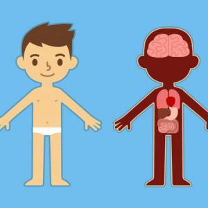 Las Partes del Cuerpo Humano