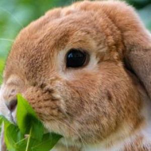 Animales domesticos