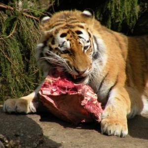 Cual es su comida?