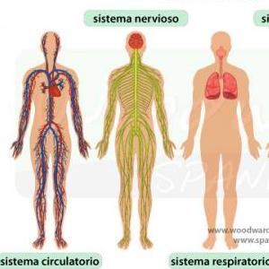 SISTEMA CIRCULATORIO Y RESPIRATORIO