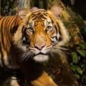 Endangered Species trivia