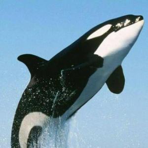JUEGO DE MEMORIA ANIMALES
