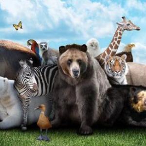 Animales salvajes