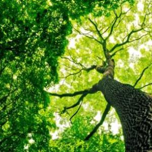 Conocimiento sobre las plantas
