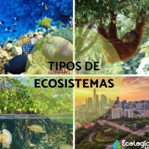 Mi ecosistema