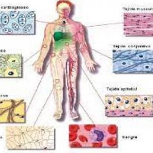 HISTOLOGIA