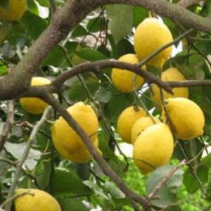 SACANDO LIMONES.