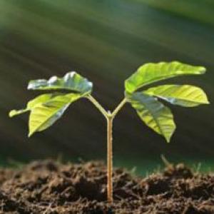 Memo de Plantas
