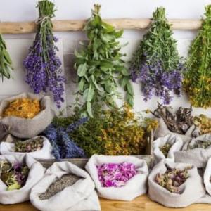 Plantas medicinales