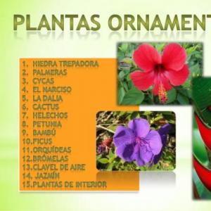 Plantas ornamentales