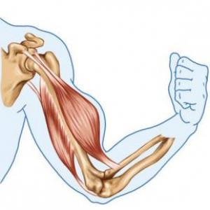 Muscle Contraction Quiz