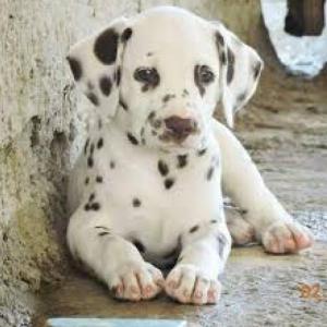 razas de perros maravillosas