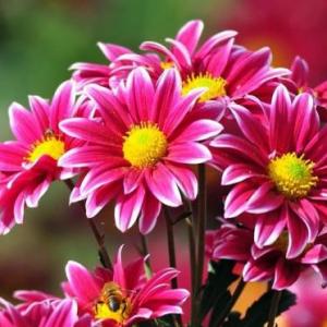 flores hermosas
