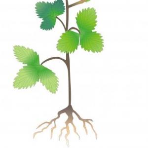 LAS PARTES DE UNA PLANTA