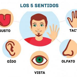 Los cinco sentidos