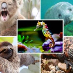 REINO ANIMALIA