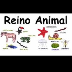 El reino animal