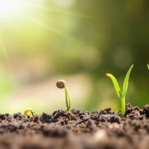 Sostén de las plantas