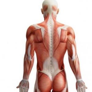 El cuerpo Humano
