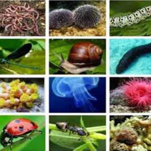 Animales Invertebrados