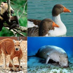 Animales Vertebrados