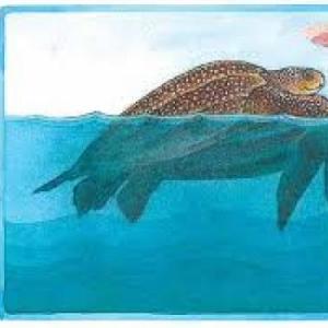 sabes todo sobre tortugas