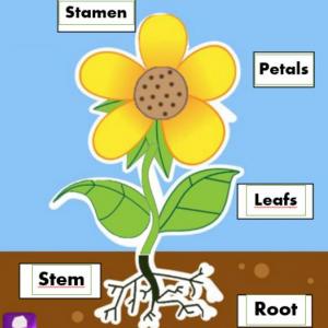 Parts of the flower