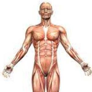 TEMA APRENDIENDO SOBRE EL CUERPO HUMANO