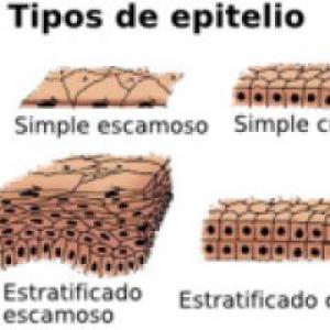 EPITELIOS ISA Y OCTAVIO