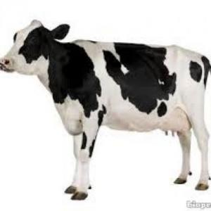 Animales de granja
