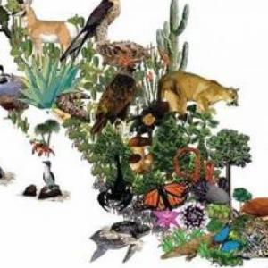 Imagen de portada del videojuego educativo: Animales endémicos de México, de la temática Medio ambiente