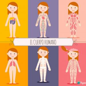 Sistemas del cuerpo humano