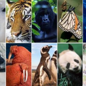 Portada del juego Animales perdidos – Idiomas