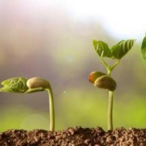 NUTRICION, ESTÍMULOS Y RESPUESTAS DE LAS PLANTAS.