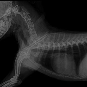 Que tanto conoces sobre imagenología