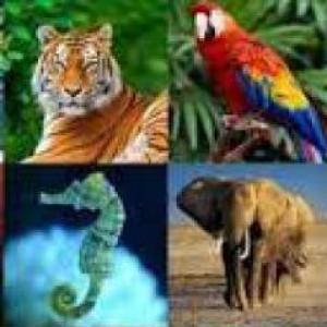 Juego de Memoria: Los Animales