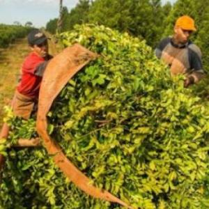 Trivia del circuito productivo de la yerba mate