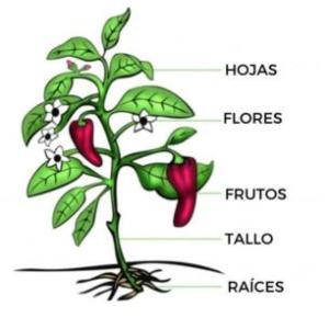 PARTES DE LA PLANTA
