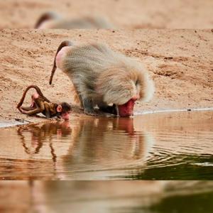 Habitats provides home for living things
