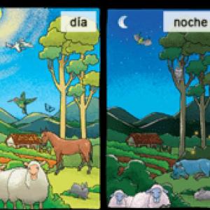 Animales diurnos y nocturnos