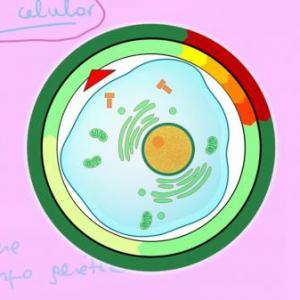 Fases del ciclo celular
