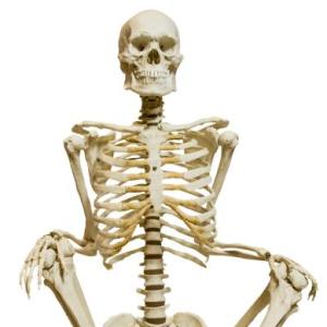Anatomia Humana
