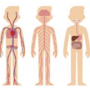 Imagen de portada del videojuego educativo: Sistemas del cuerpo humano, de la temática Biología